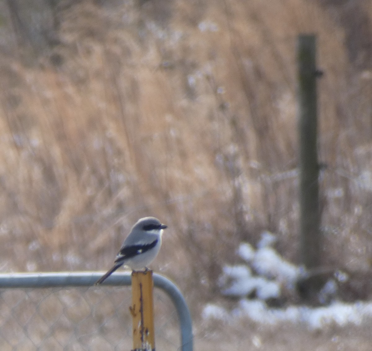 Loggerhead Shrike - ML303705081