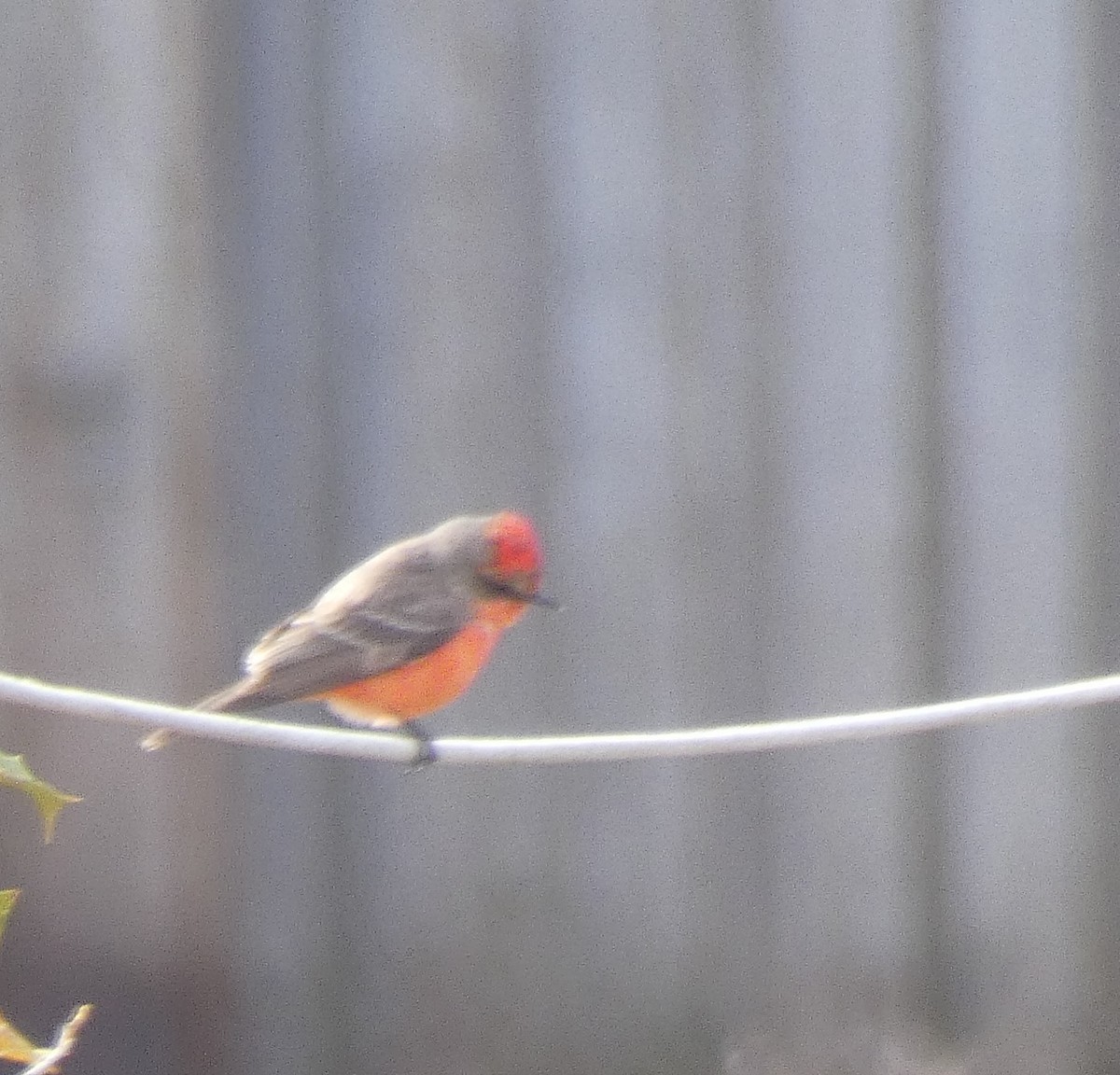 Vermilion Flycatcher - ML303705111