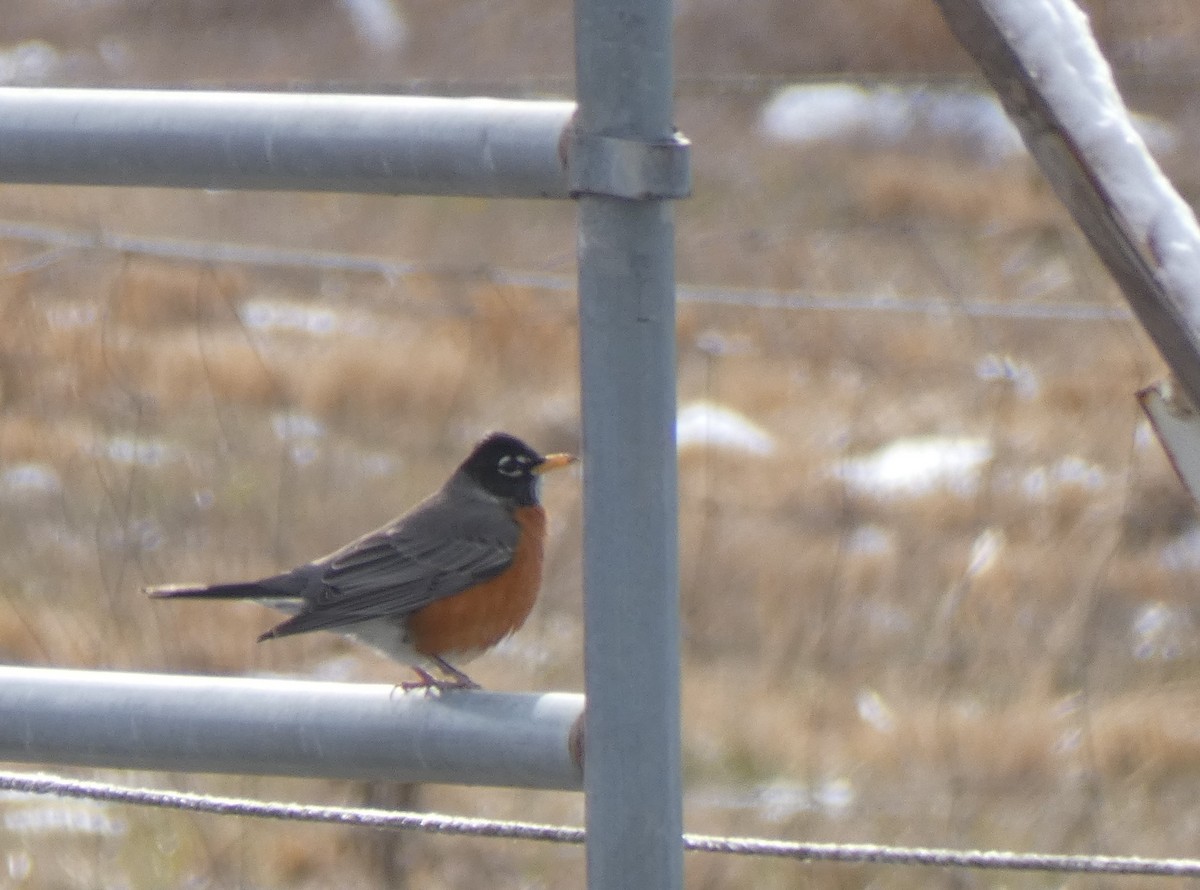 American Robin - ML303705151