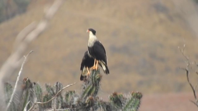 Caracara huppé (cheriway) - ML303705431