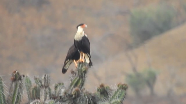 Crested Caracara (Northern) - ML303705451