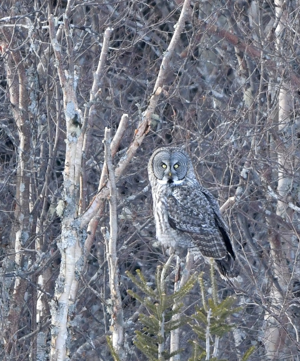 Great Gray Owl - ML303705501