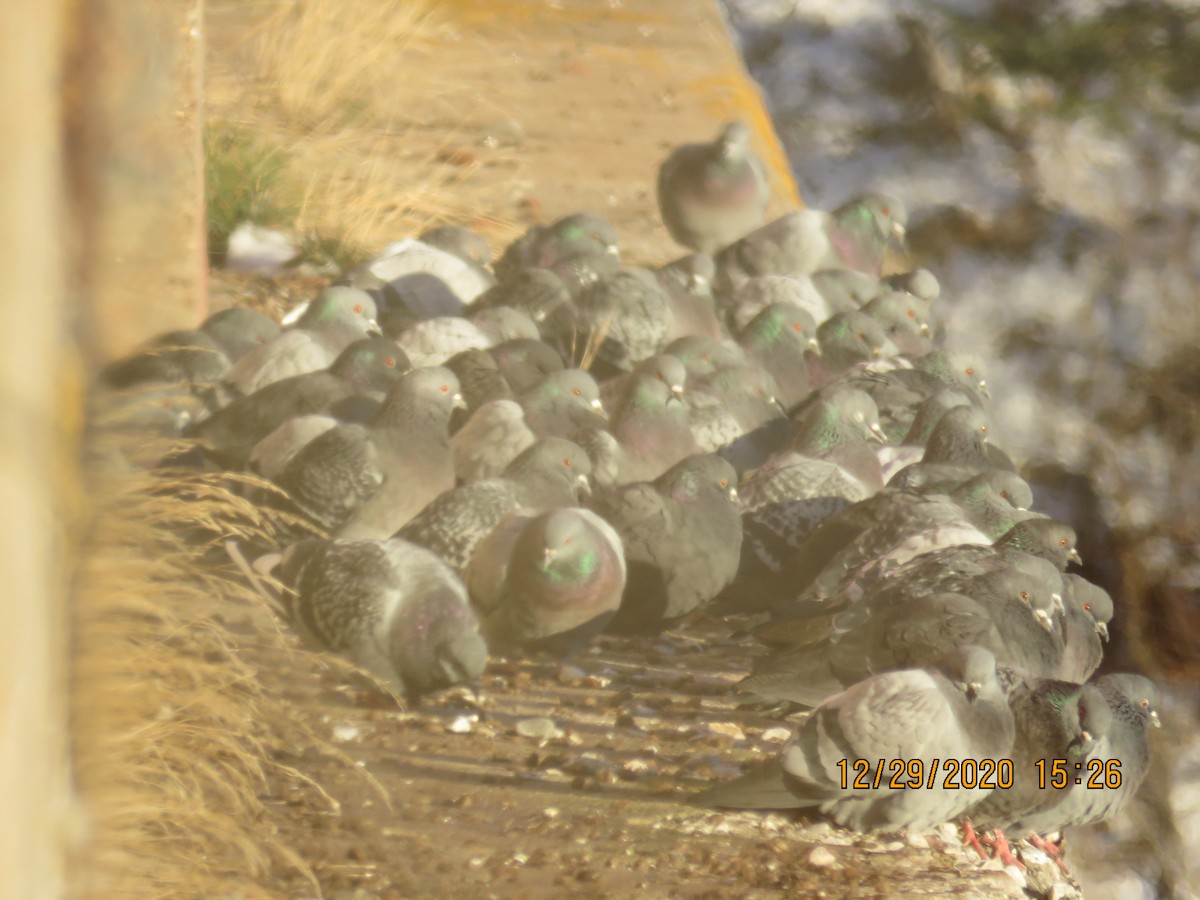 Rock Pigeon (Feral Pigeon) - ML303705581