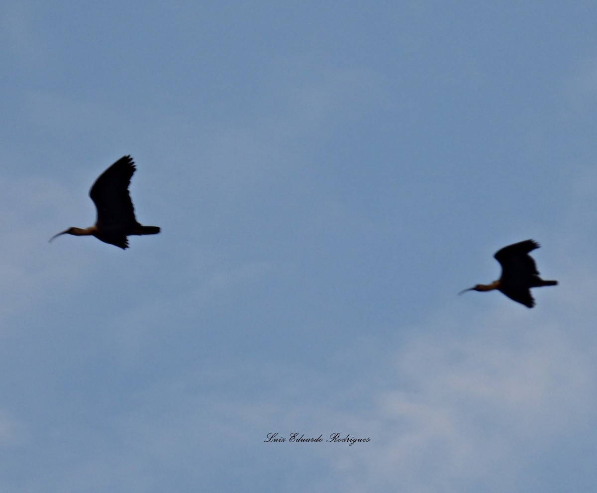 Buff-necked Ibis - Luiz Eduardo Rodrigues