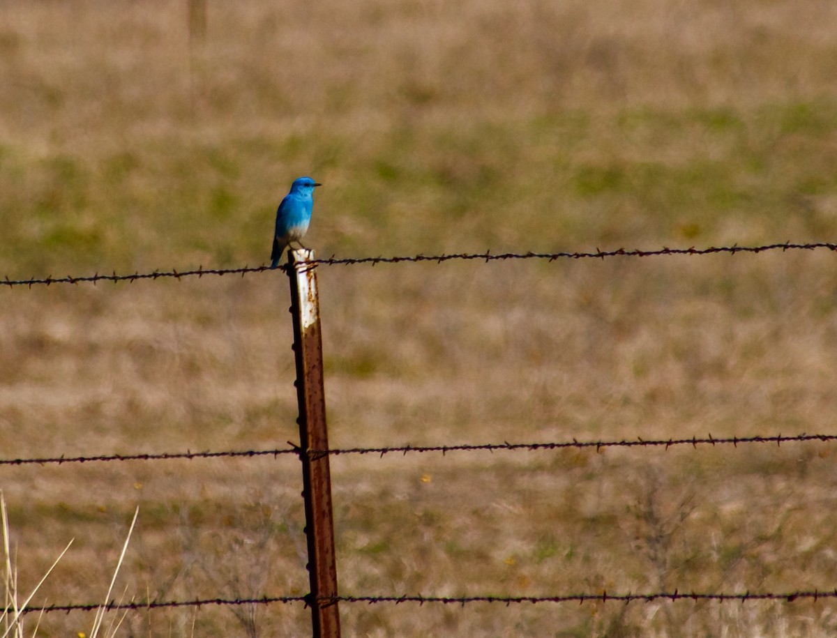 Mountain Bluebird - Shirley Winslow