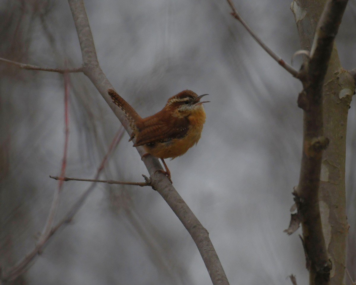 Carolina Wren - ML303708211
