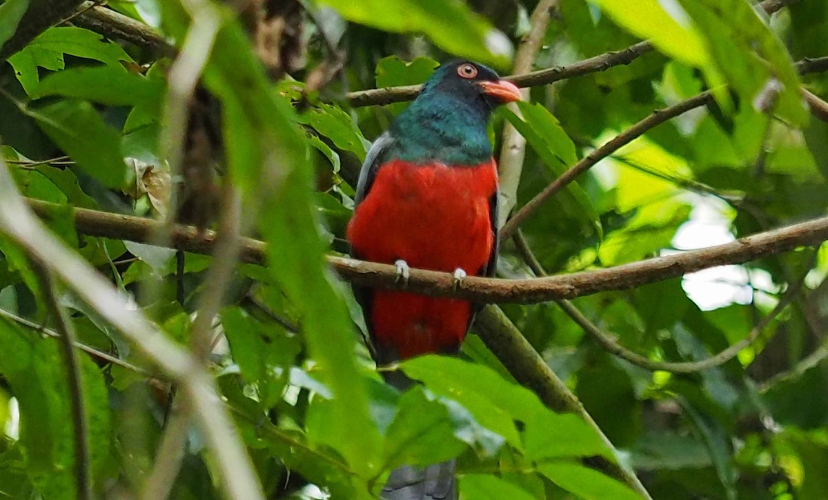 Slaty-tailed Trogon - stephen  carter