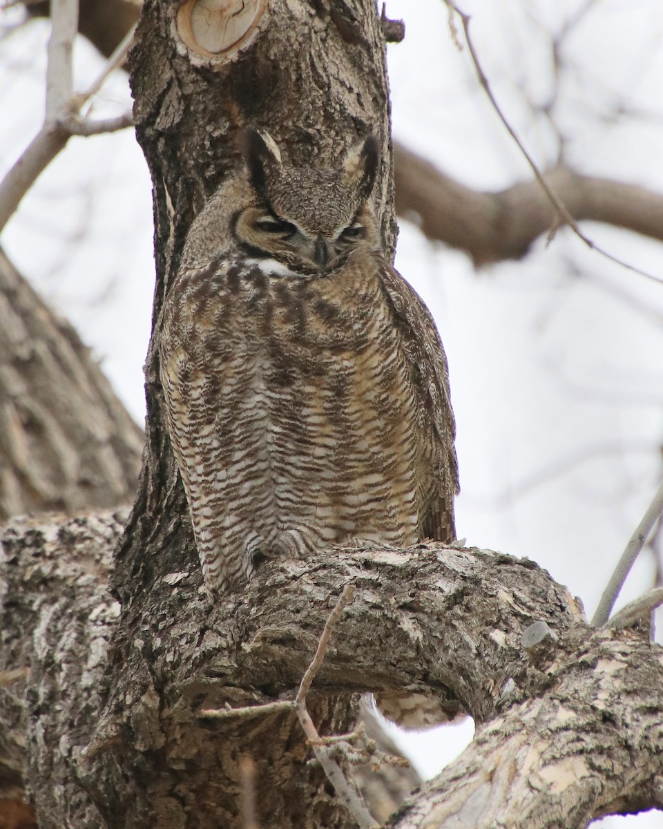 Great Horned Owl - ML303710261