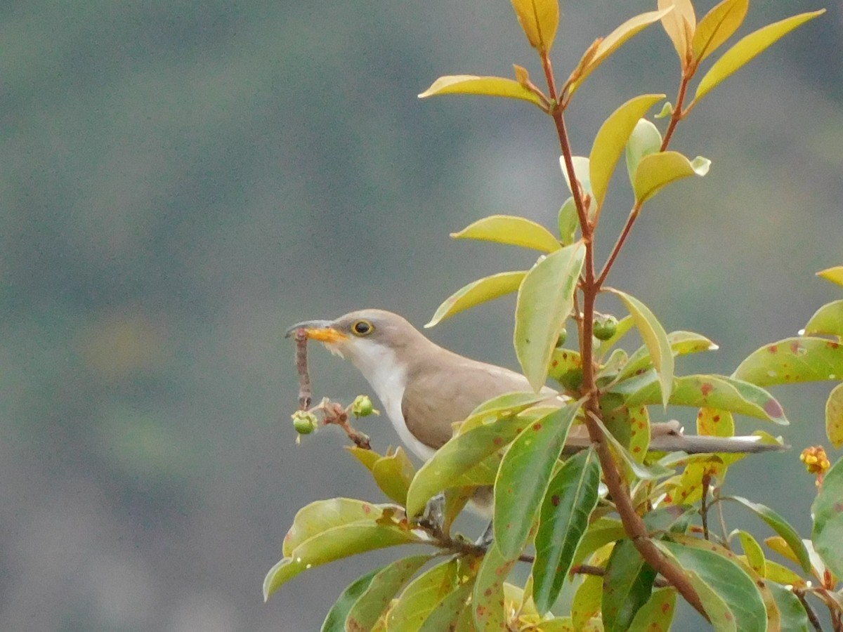 Yellow-billed Cuckoo - Carlos Mancera (Tuxtla Birding Club)