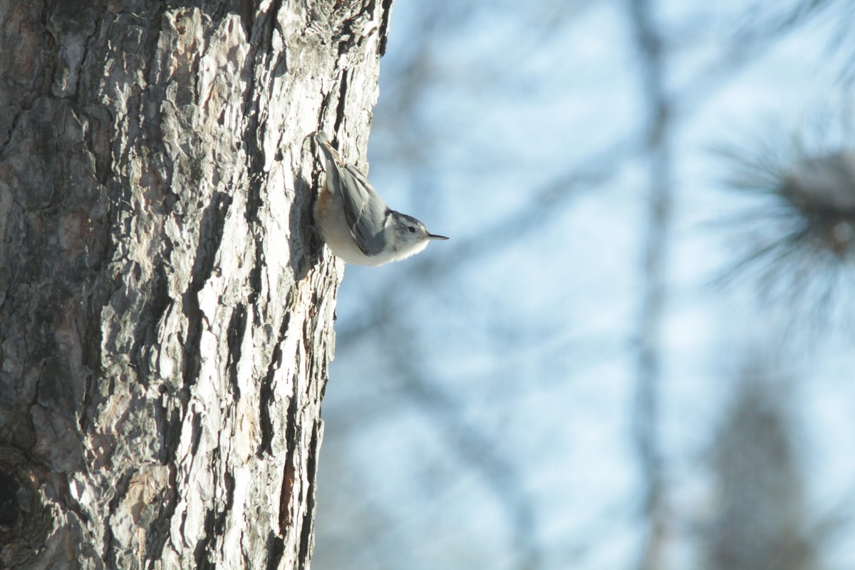 White-breasted Nuthatch - ML303715061