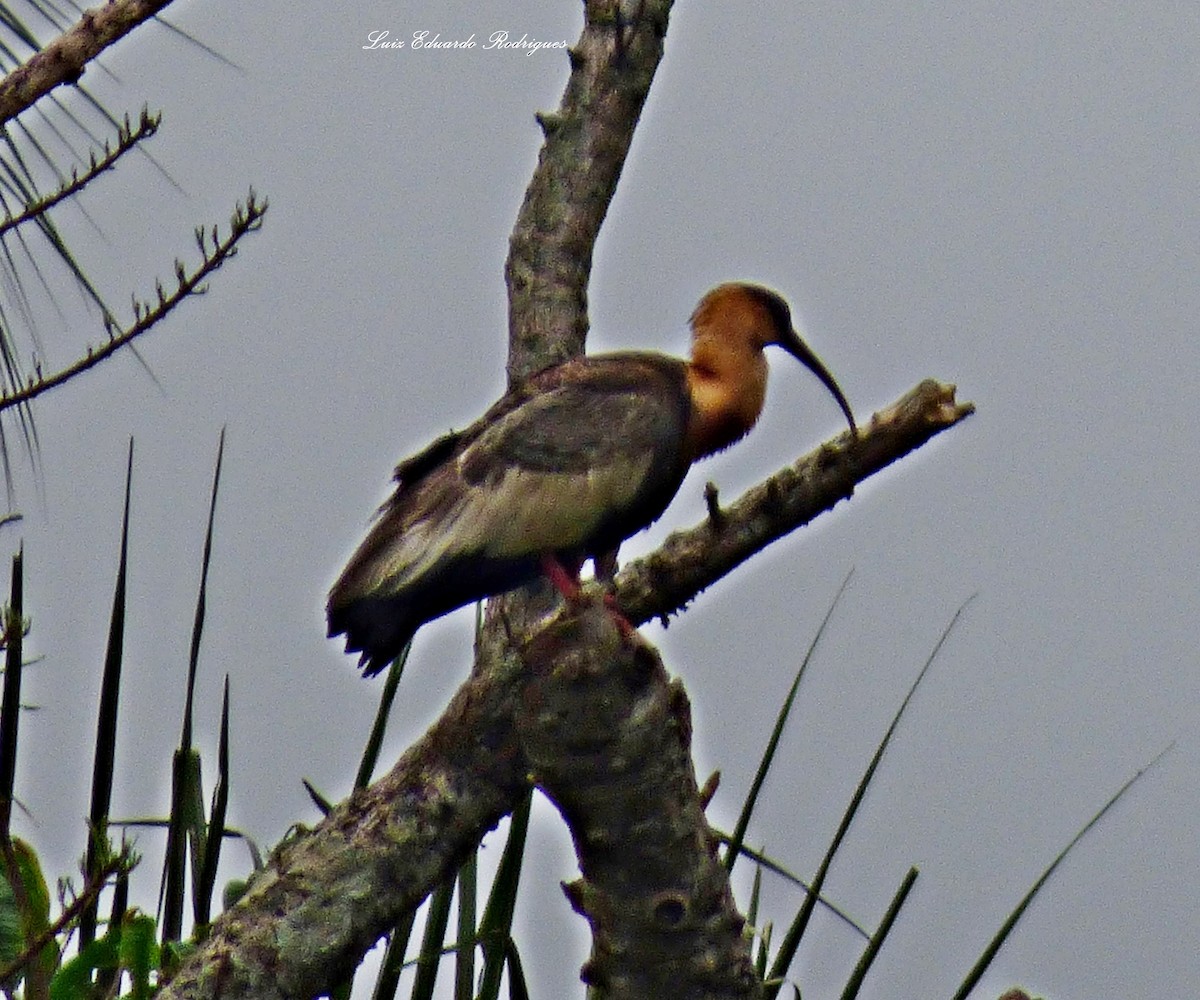 Buff-necked Ibis - Luiz Eduardo Rodrigues