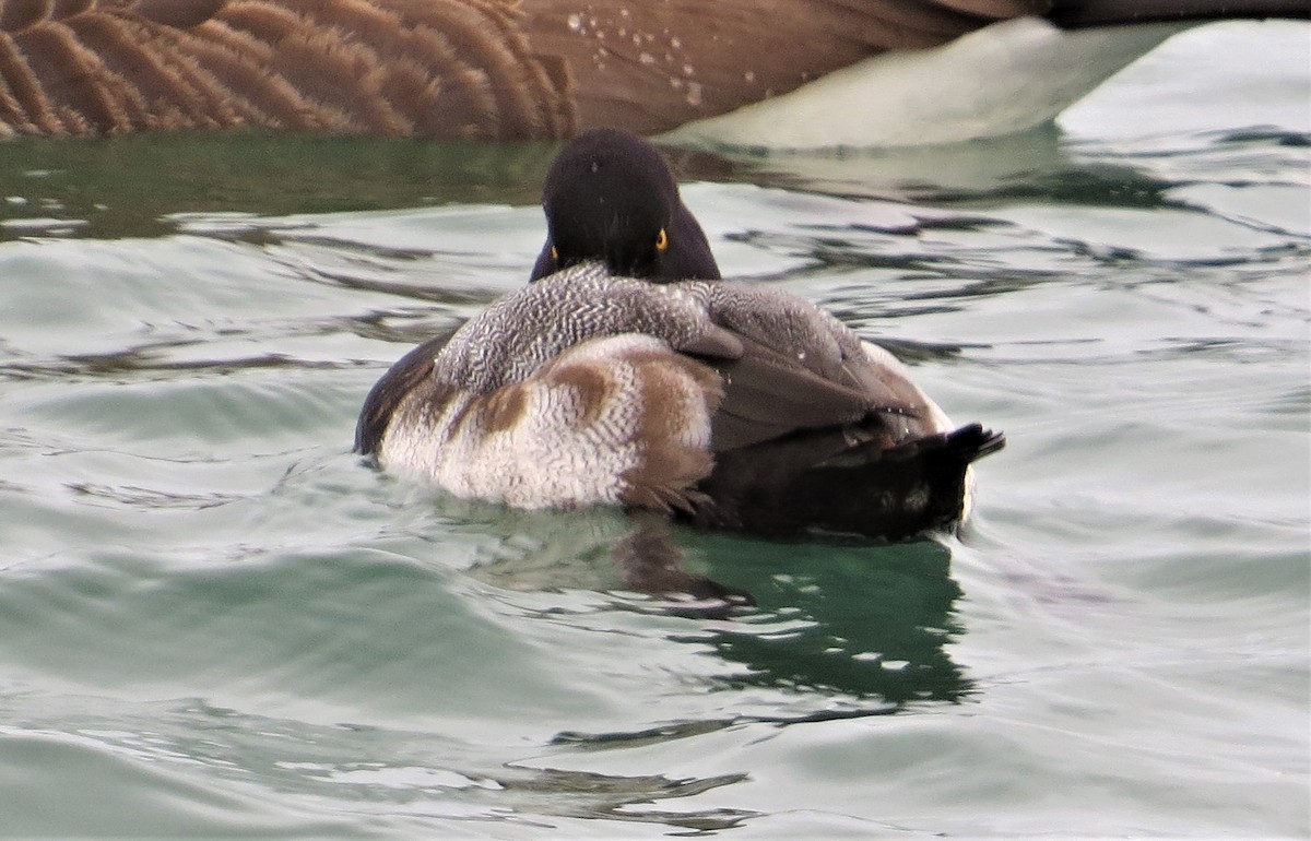 Lesser Scaup - ML303716311