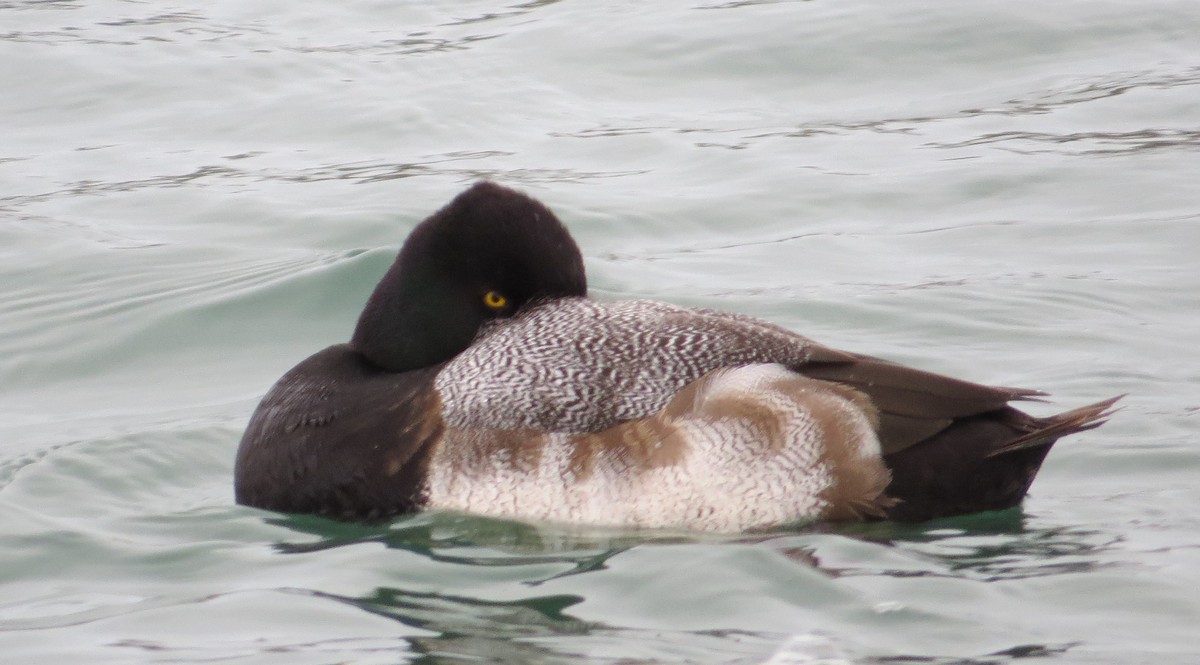 Lesser Scaup - ML303716341