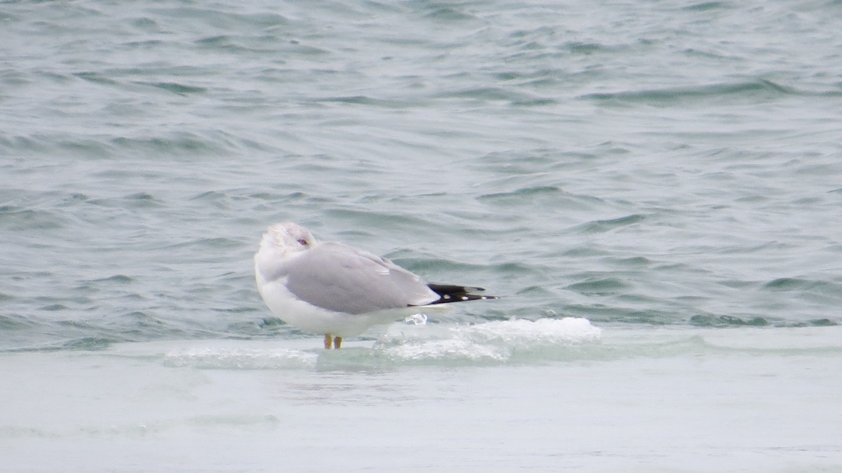 クロワカモメ - ML303716691