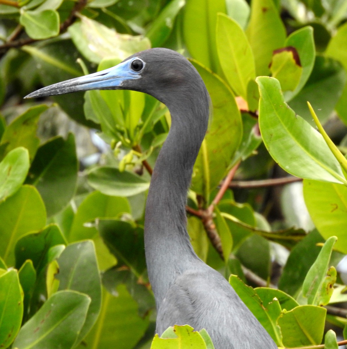 Little Blue Heron - ML303720201