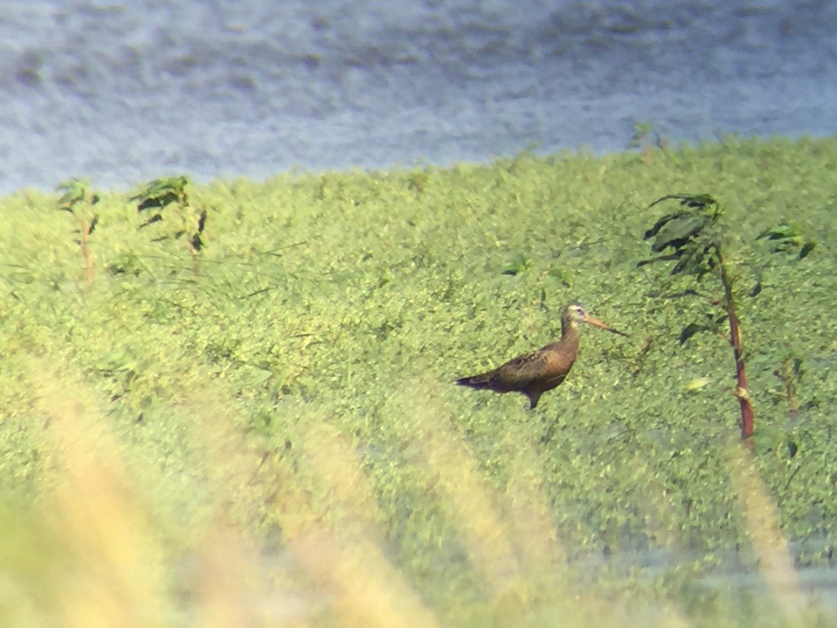 Hudsonian Godwit - ML30372061