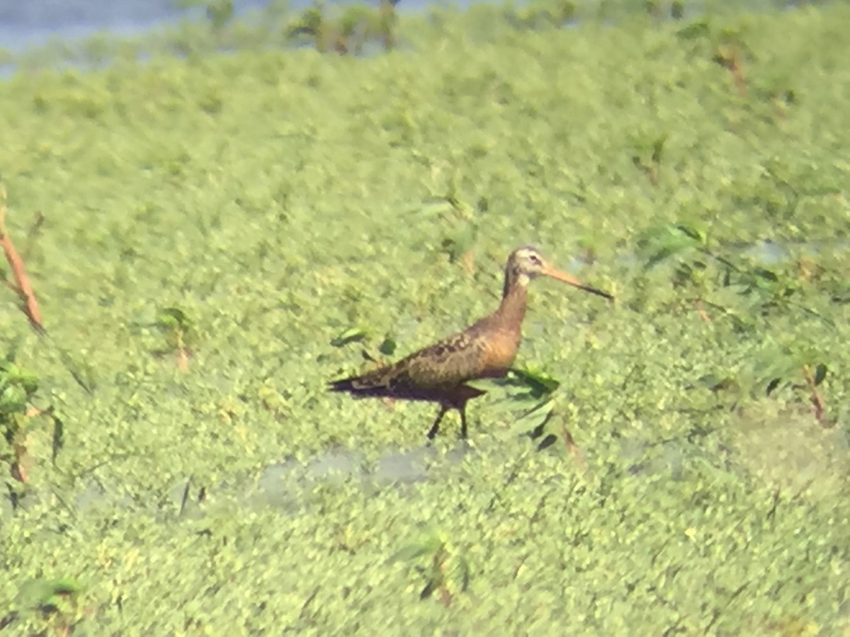 Hudsonian Godwit - ML30372071