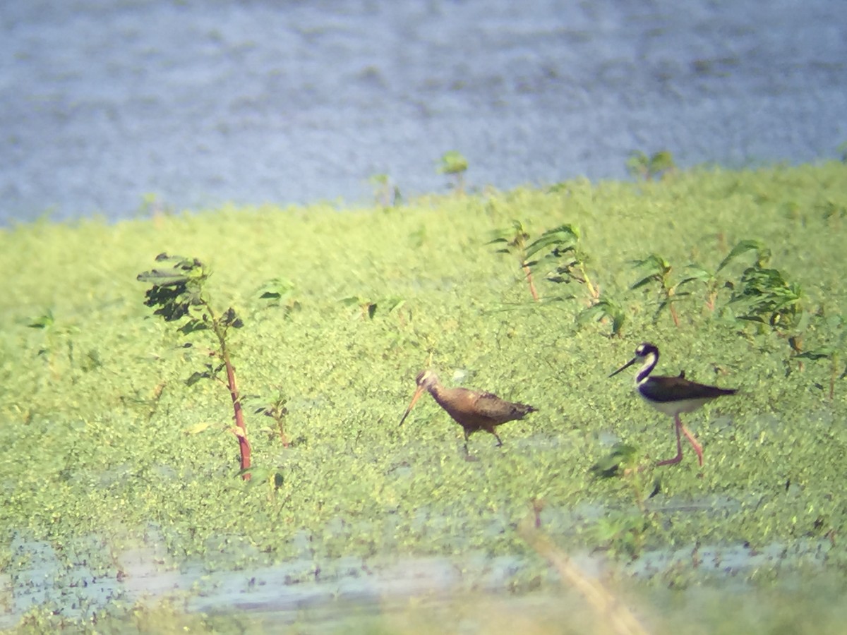 Hudsonian Godwit - ML30372081