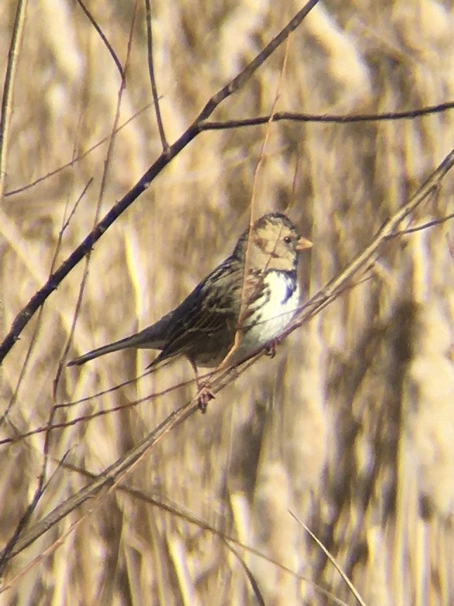 Harris's Sparrow - ML303721491