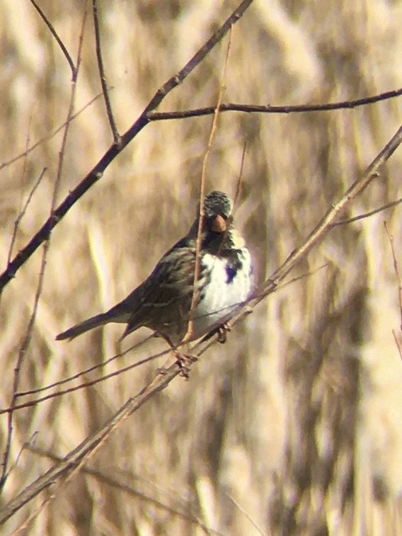 Harris's Sparrow - ML303721501