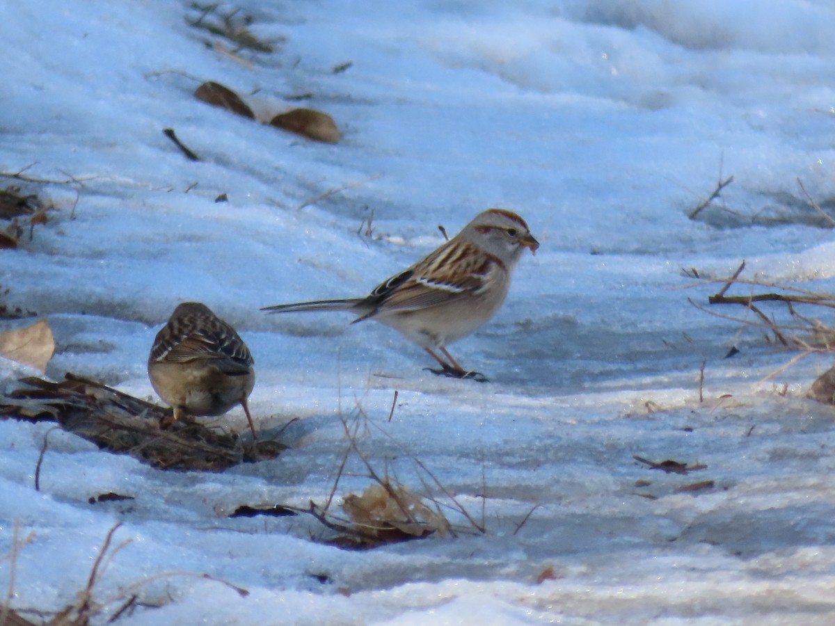 American Tree Sparrow - ML303722851