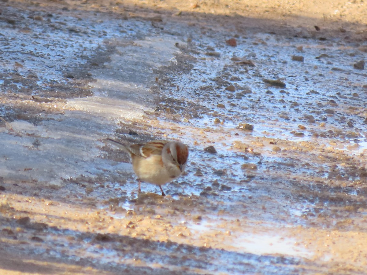 American Tree Sparrow - ML303722981