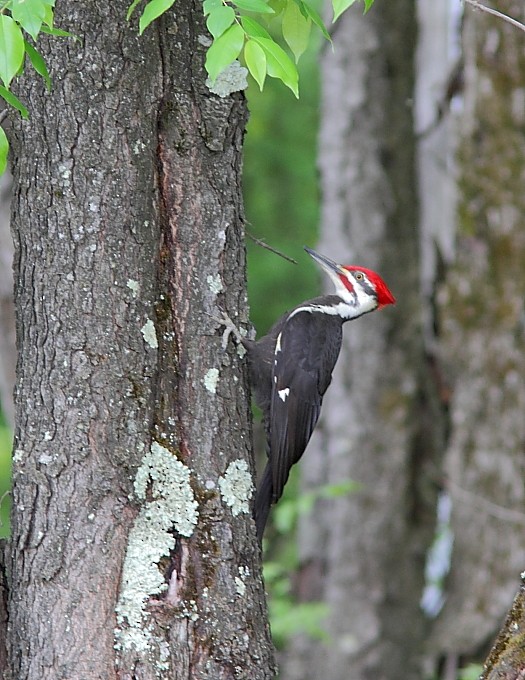 Pileated Woodpecker - Alain Deschamps