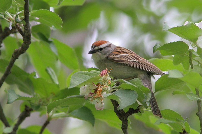 Chipping Sparrow - Alain Deschamps