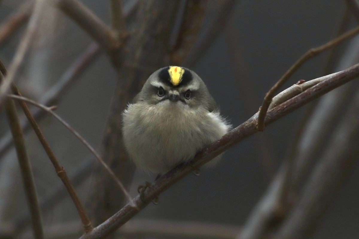 Golden-crowned Kinglet - Andrew Marden