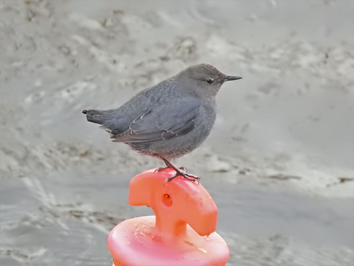 American Dipper - Darlene Cancelliere