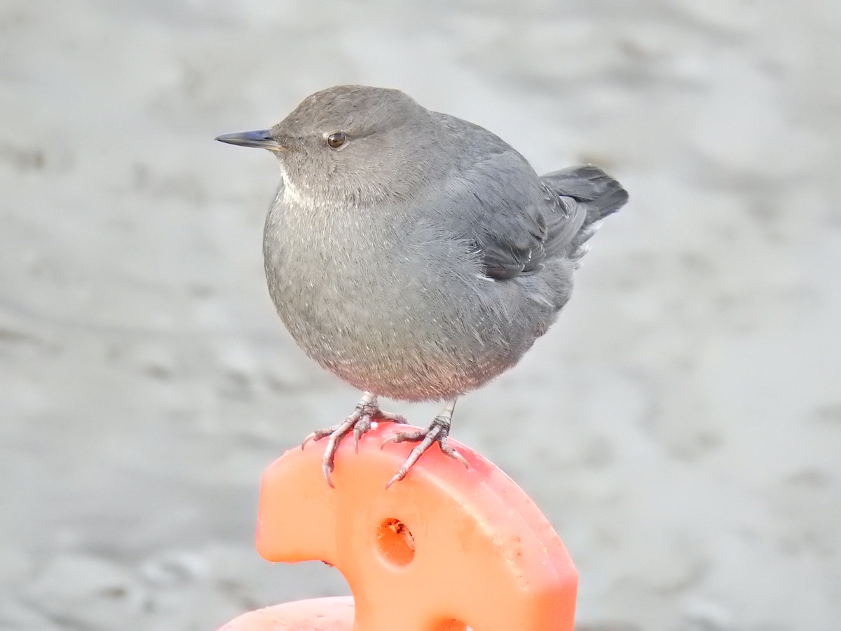 American Dipper - ML303727321