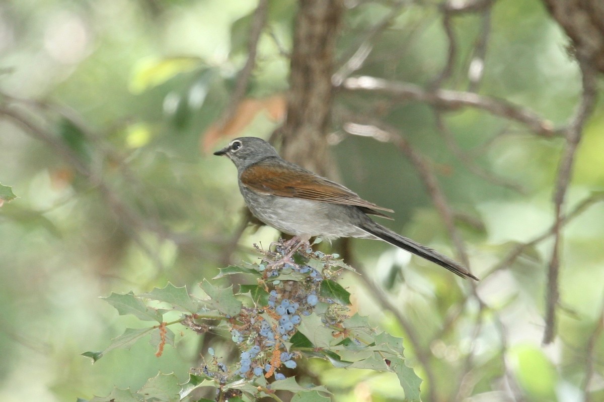 Brown-backed Solitaire - ML30372801