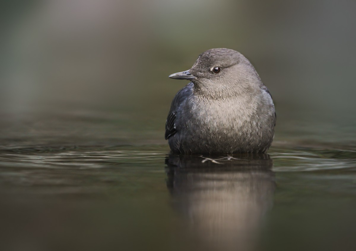 American Dipper - ML303729181