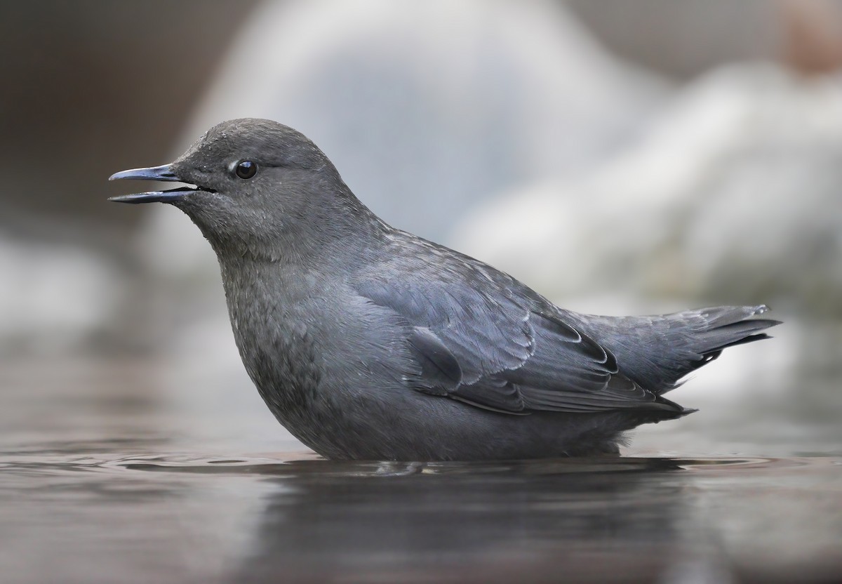 American Dipper - Anonymous