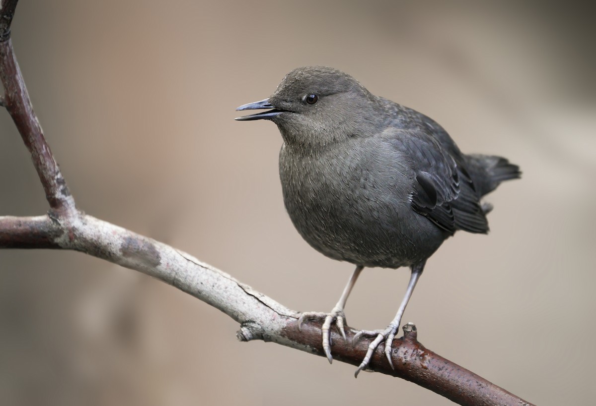 American Dipper - ML303729471