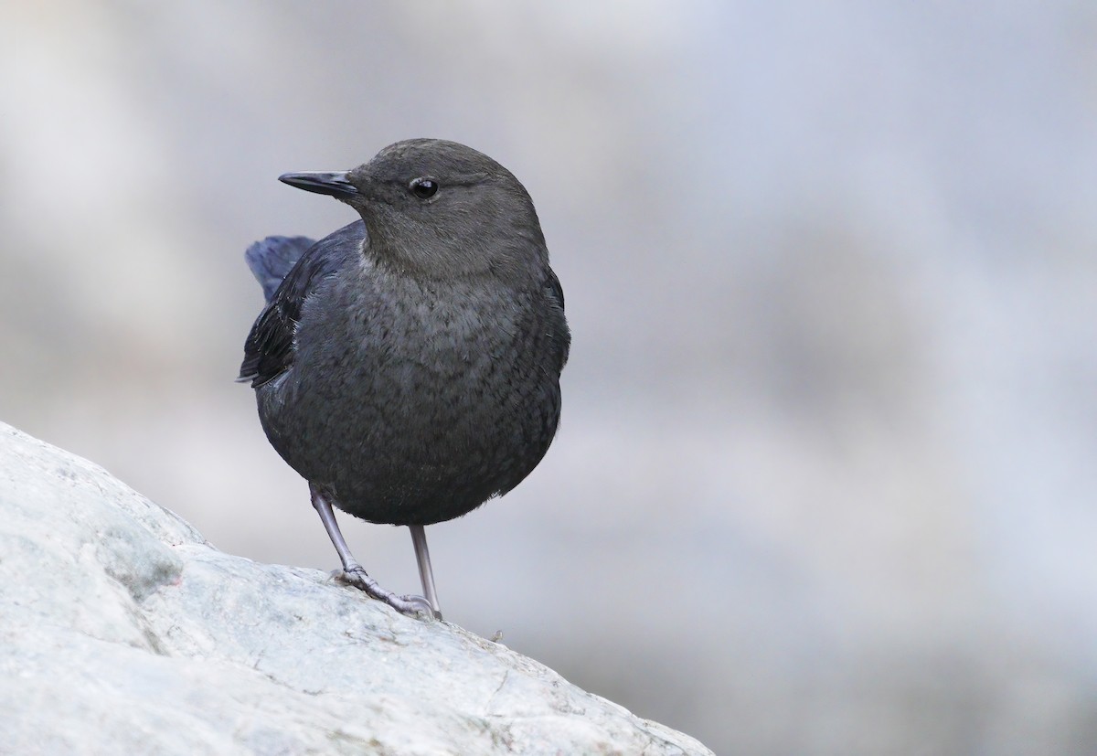 American Dipper - Anonymous