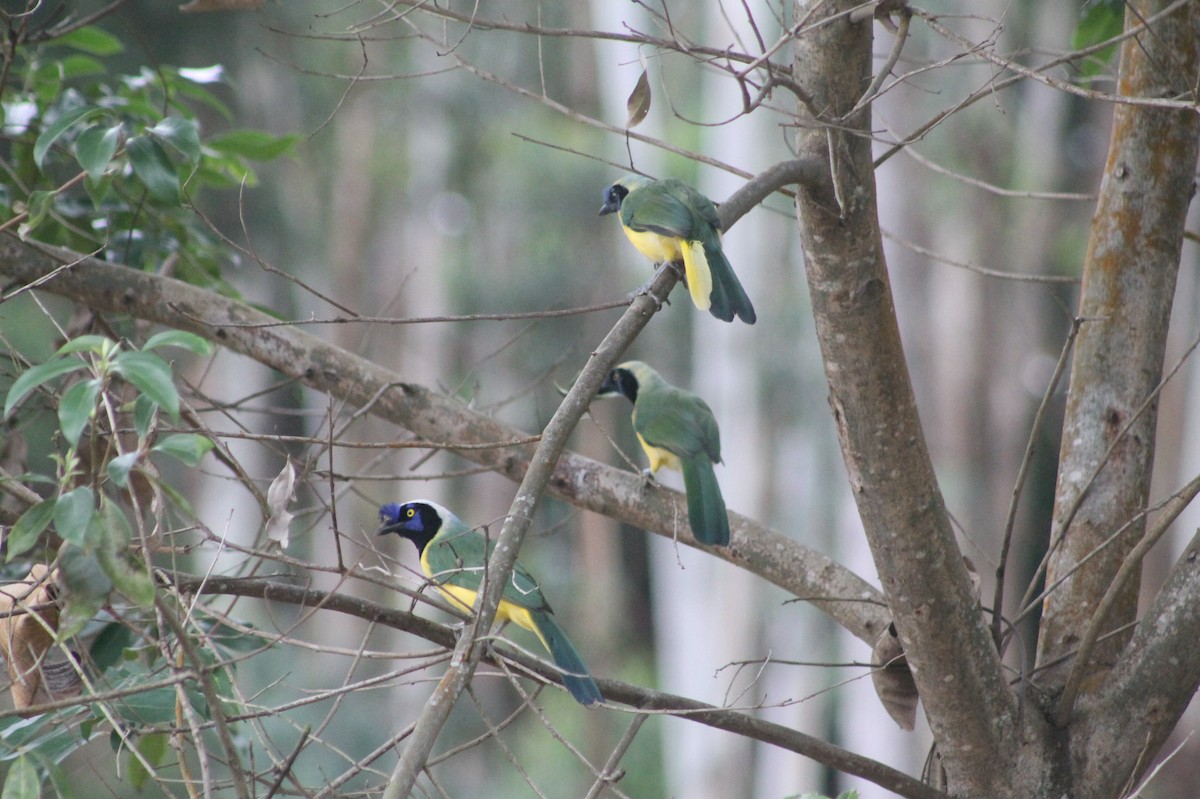 Green Jay - ML30372951