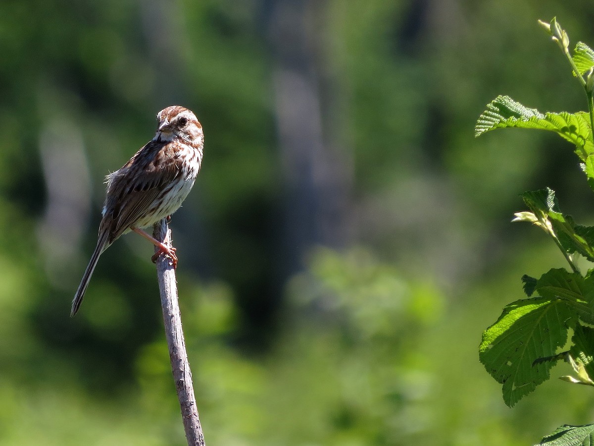 Song Sparrow - ML30373071