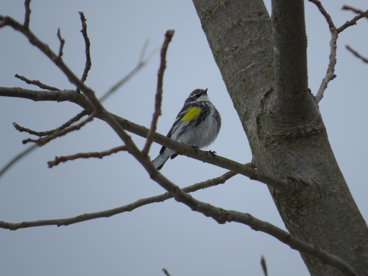 Yellow-rumped Warbler - ML303730851