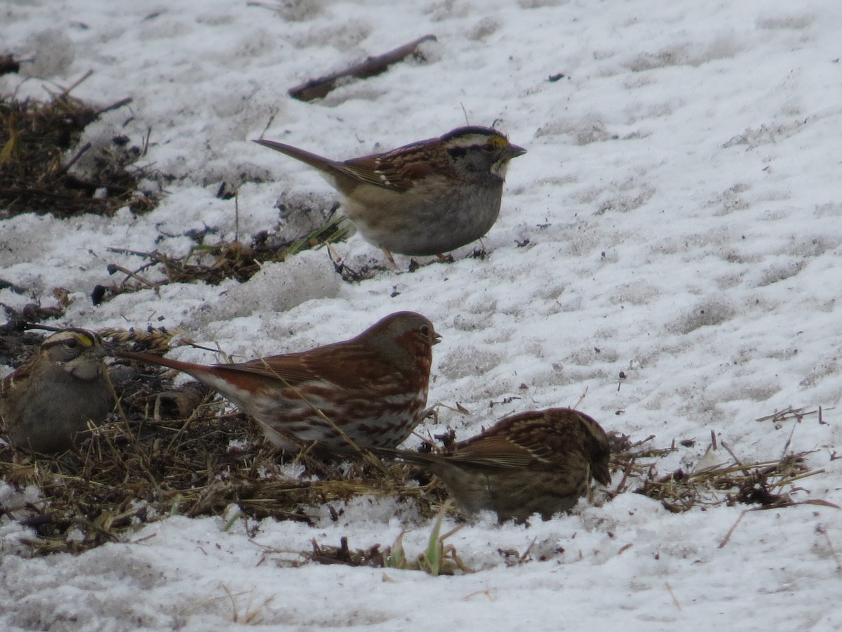 Fox Sparrow - ML303731511