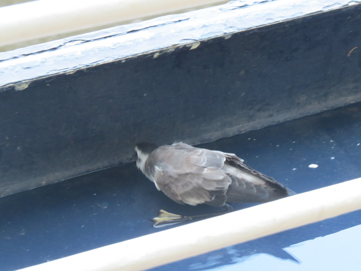 White-faced Storm-Petrel - ML303731781