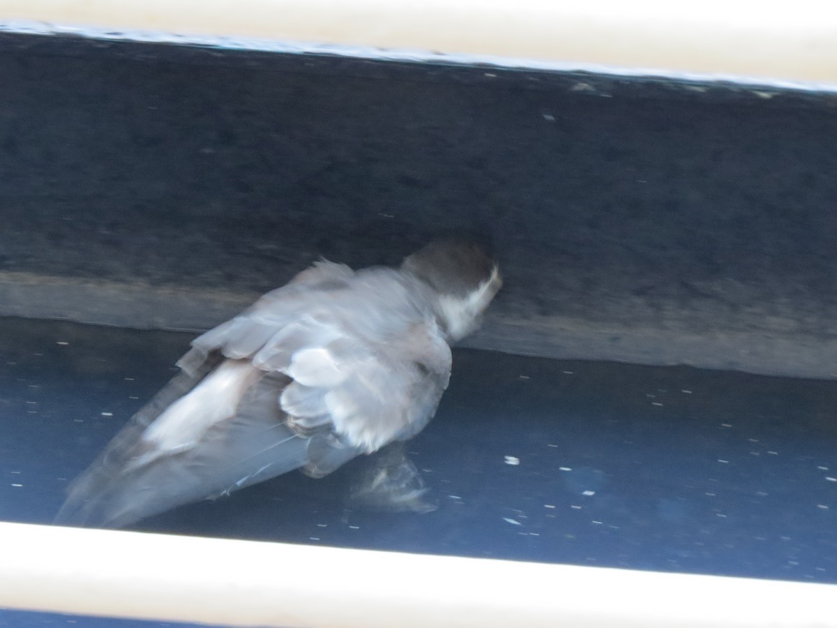 White-faced Storm-Petrel - ML303731811