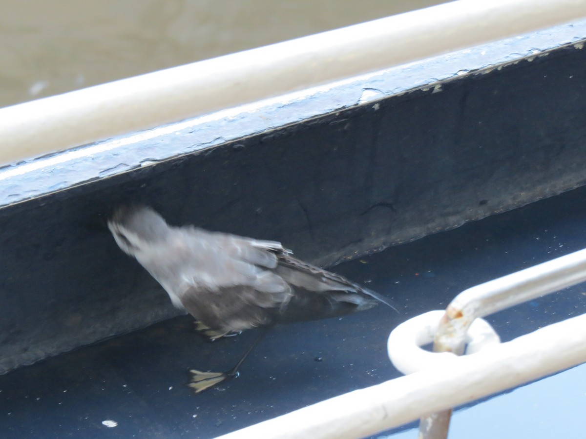 White-faced Storm-Petrel - ML303731821