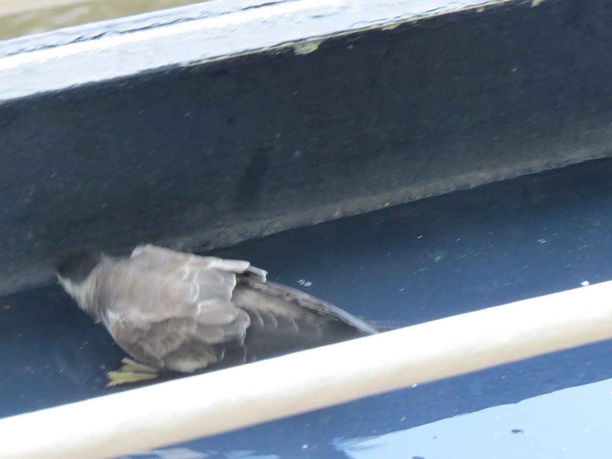 White-faced Storm-Petrel - ML303731841