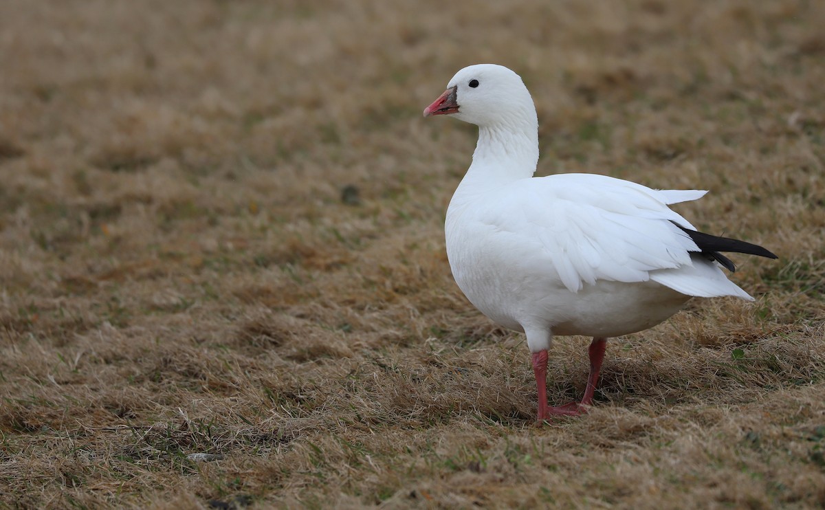 Ross's Goose - ML303733041