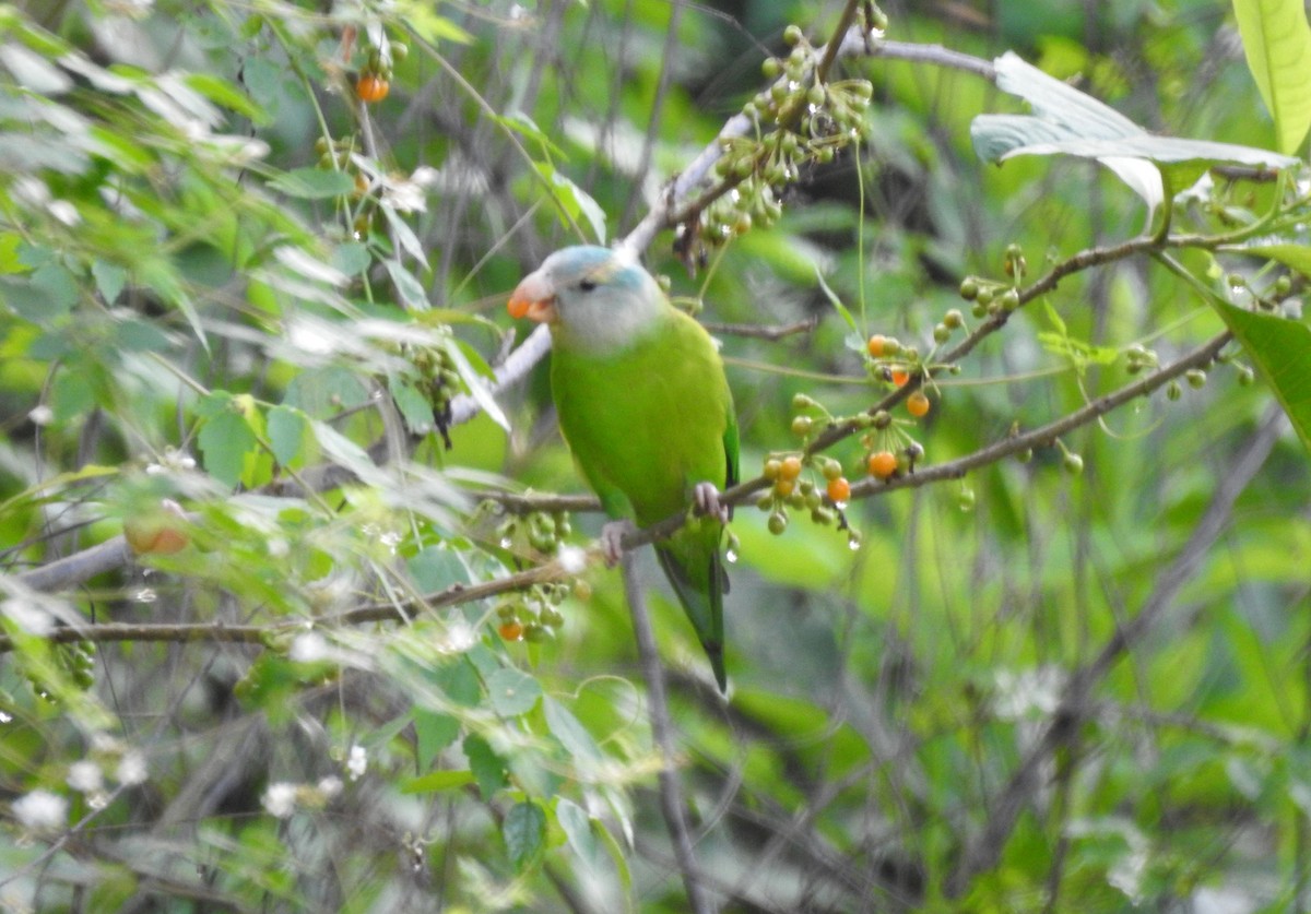 Gray-cheeked Parakeet - Fernando Angulo - CORBIDI