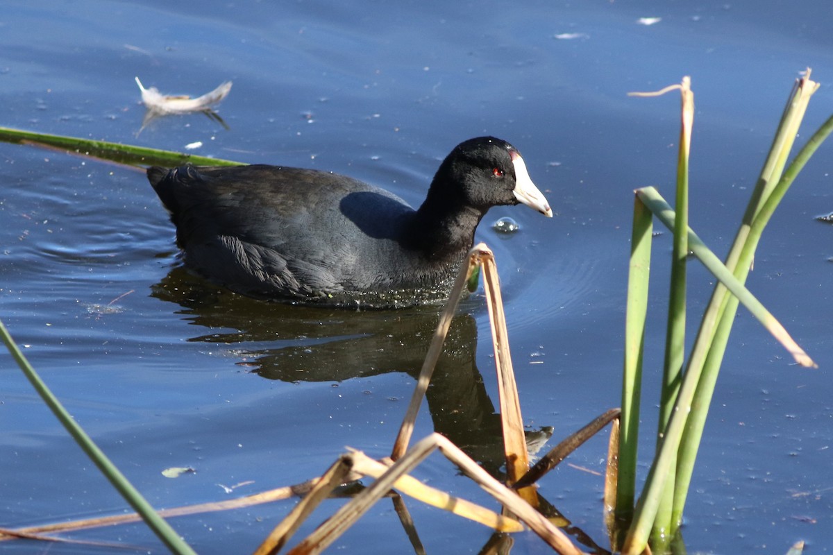 American Coot - ML303734301