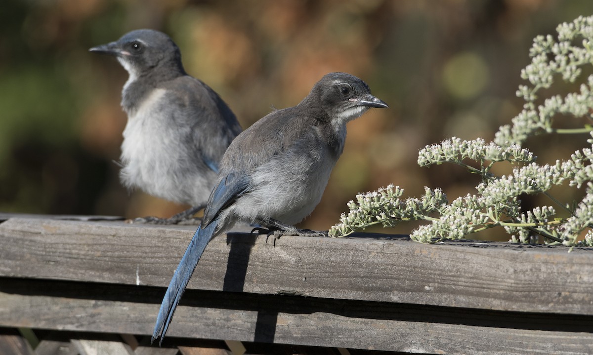 California Scrub-Jay - Brian Sullivan