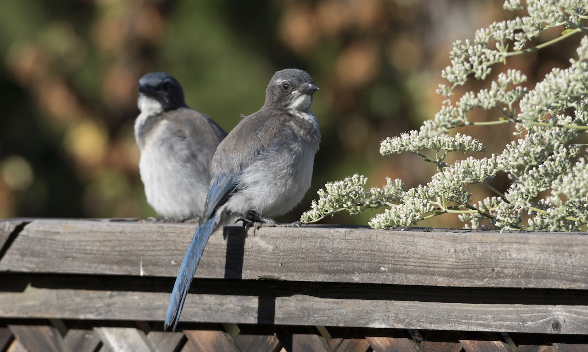 California Scrub-Jay - Brian Sullivan