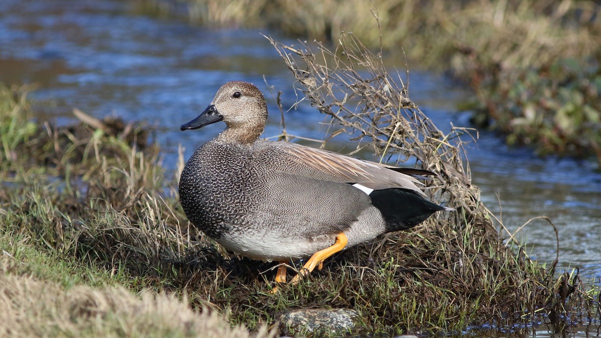 Gadwall - ML303734961